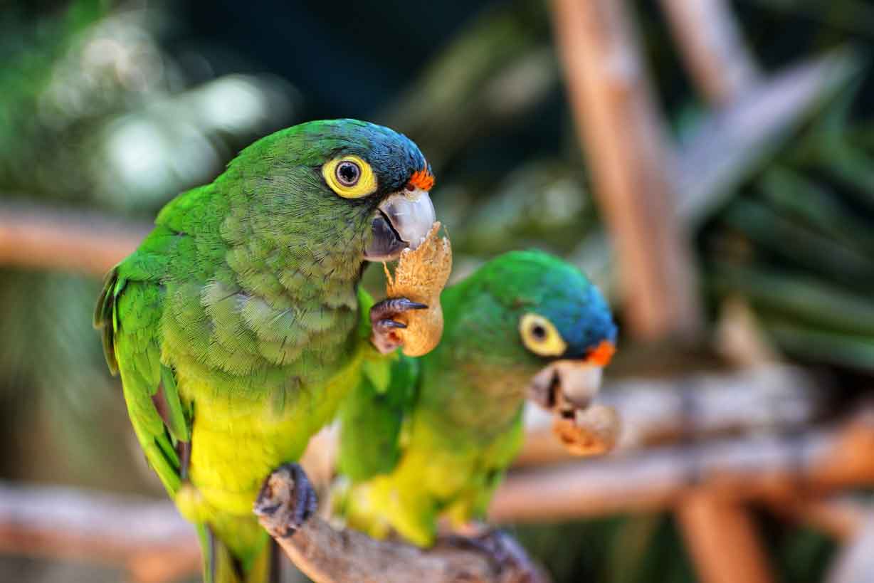 Green parrots vallarta