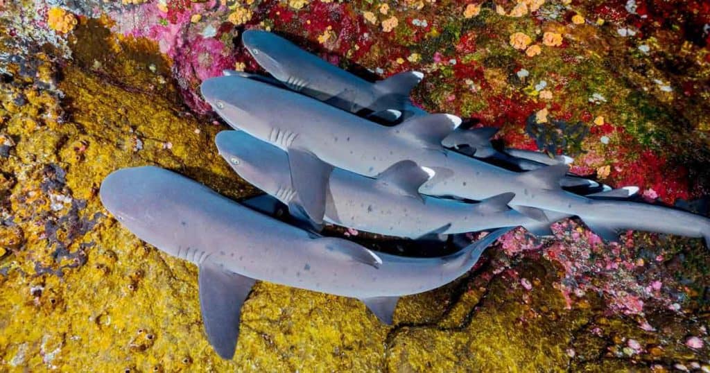 School of sharks in revillagigedo reef