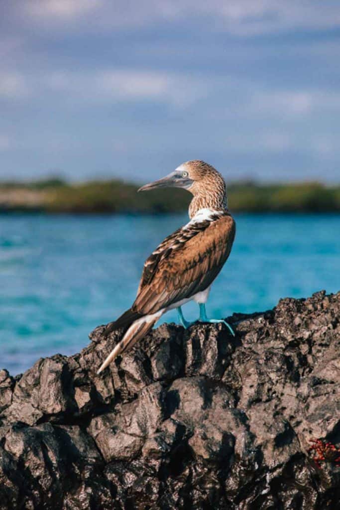 Tropical Paradise Galapagos Islands Birds