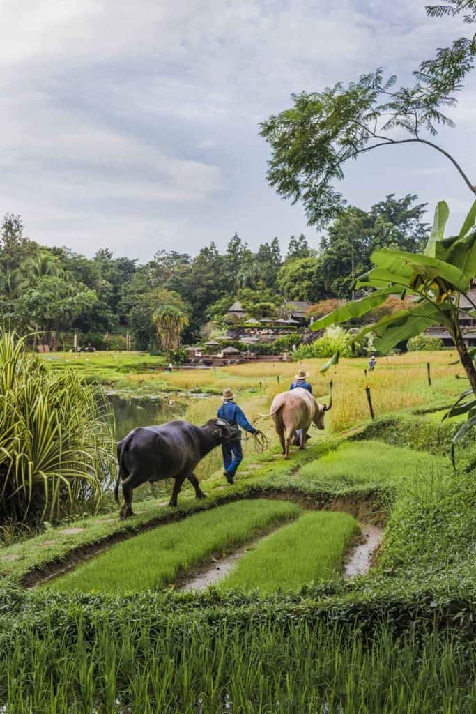 Four Seasons Thailand Four Seasons Chiang Mai Buffalo