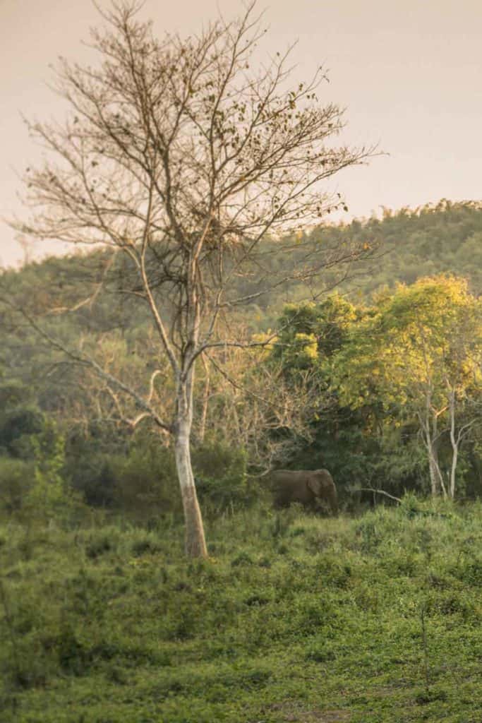 Four Seasons Thailand Four Seasons Golden Triangle Elephant